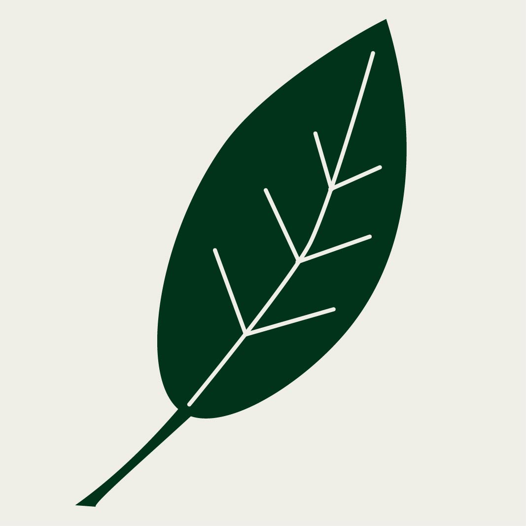 Illustration of a green leaf